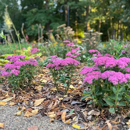 Premium Diamond * Rzeszów