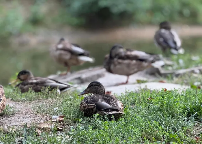 Premium Diamond * Rzeszow