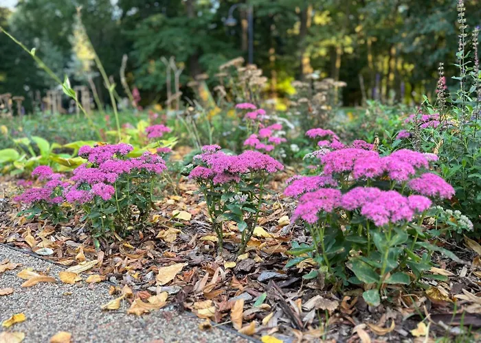 Premium Diamond * Rzeszów