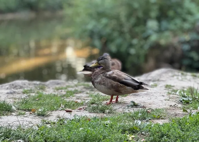 Appartamento Premium Diamond Rzeszów